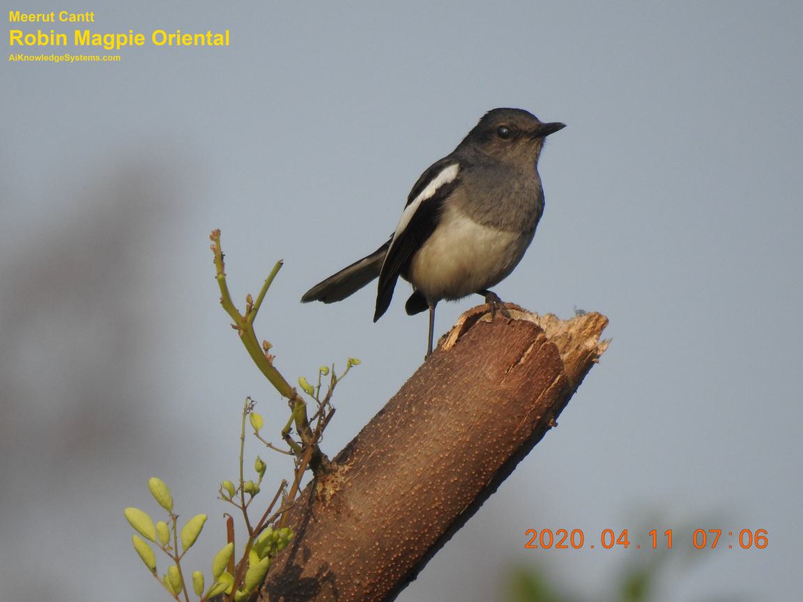 Magpie Robin (122) Coming Soon